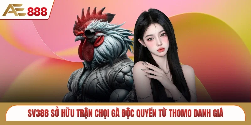 SV388 sở hữu trận chọi gà độc quyền từ Thomo danh giá 